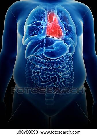 Illustration of an obese man's heart View Large Photo Image Stock Photo - Illustration of an obese man's heart. Fotosearch