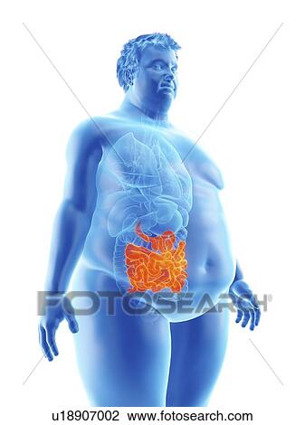 Illustration of an obese man's intestine View Large Photo Image Stock Image - Illustration of an obese man's intestine. Fotosearch