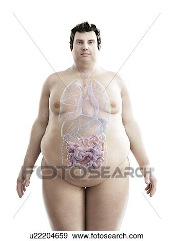 Illustration of an obese man's intestine View Large Photo Image Stock Photo - Illustration of an obese man's intestine. Fotosearch