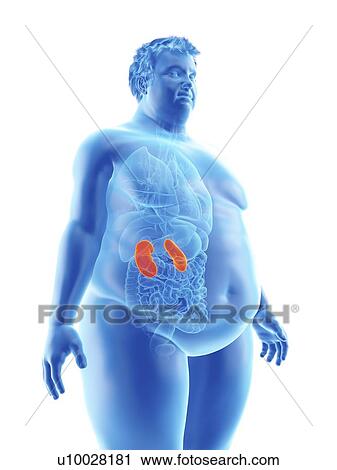 Stock Image - Illustration of an obese man's kidneys. Fotosearch