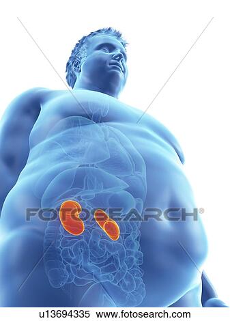 Illustration of an obese man's kidneys View Large Photo Image Stock Photography - Illustration of an obese man's kidneys. Fotosearch