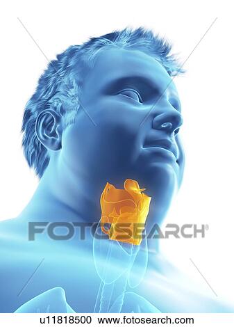 Stock Image - Illustration of an obese man's larynx. Fotosearch