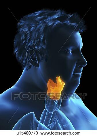 Illustration of an obese man's larynx View Large Photo Image Stock Image - Illustration of an obese man's larynx. Fotosearch
