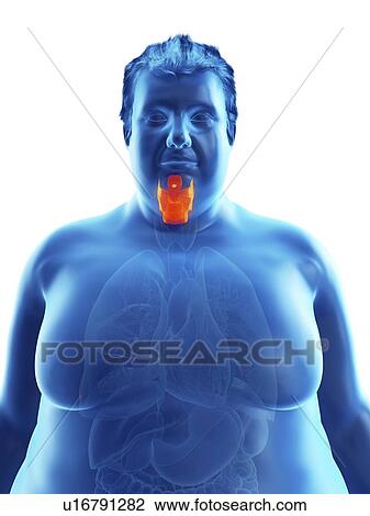 Stock Image - Illustration of an obese man's larynx. Fotosearch