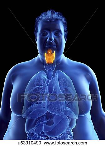 Illustration of an obese man's larynx View Large Photo Image Stock Image - Illustration of an obese man's larynx. Fotosearch