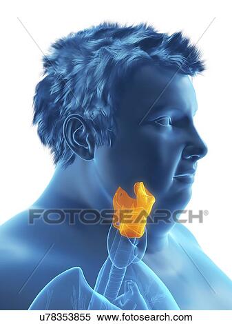 Stock Photography - Illustration of an obese man's larynx. Fotosearch