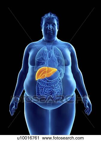Stock Image - Illustration of an obese man's liver. Fotosearch