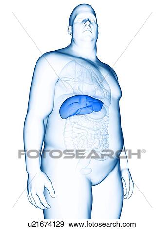 Stock Photo - Illustration of an obese man's liver. Fotosearch