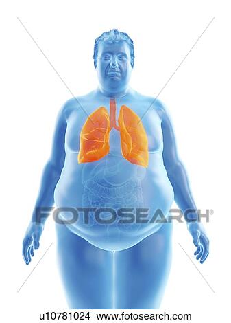 Illustration of an obese man's lungs View Large Photo Image Picture - Illustration of an obese man's lungs. Fotosearch