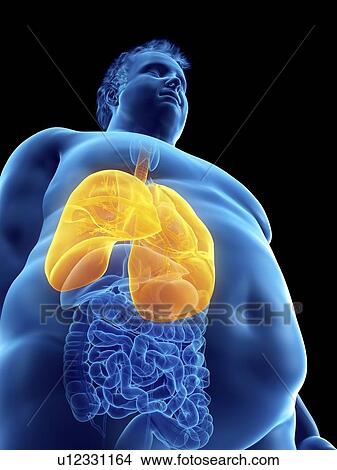Picture - Illustration of an obese man's lungs. Fotosearch