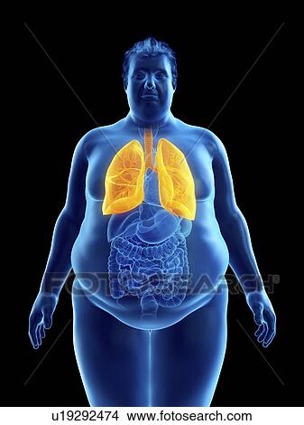 Picture - Illustration of an obese man's lungs. Fotosearch