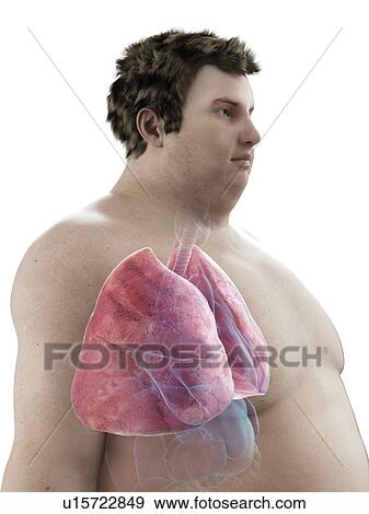 Stock Photo - Illustration of an obese man's lungs. Fotosearch