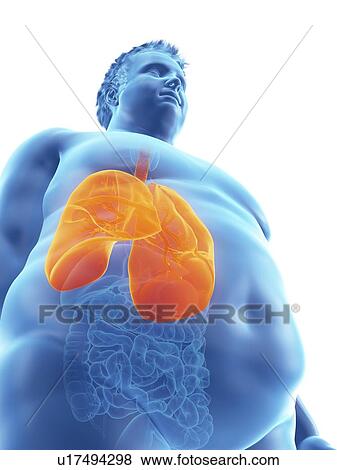Illustration of an obese man's lungs View Large Photo Image Stock Photo - Illustration of an obese man's lungs. Fotosearch