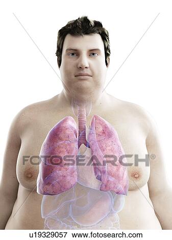 Stock Photo - Illustration of an obese man's lungs. Fotosearch