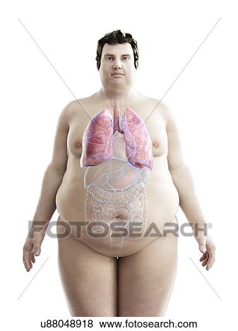 Illustration of an obese man's lungs View Large Photo Image Stock Photo - Illustration of an obese man's lungs. Fotosearch