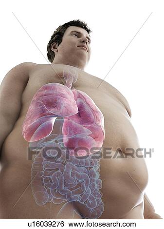 Illustration of an obese man's lungs View Large Photo Image Stock Photograph - Illustration of an obese man's lungs. Fotosearch
