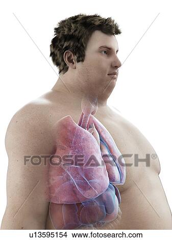Picture - Illustration of an obese man's organs. Fotosearch