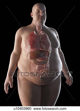 Illustration of an obese man's organs View Large Photo Image Stock Image - Illustration of an obese man's organs. Fotosearch