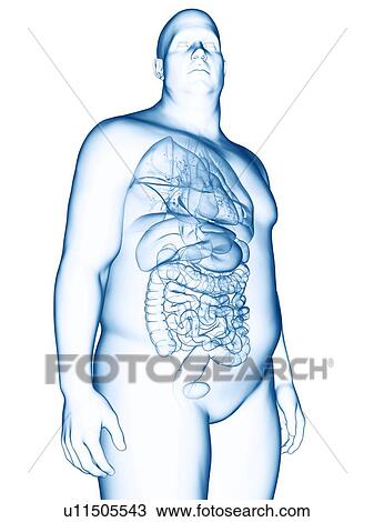Illustration of an obese man's organs View Large Photo Image Stock Image - Illustration of an obese man's organs. Fotosearch
