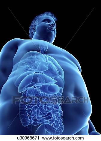 Stock Image - Illustration of an obese man's organs. Fotosearch