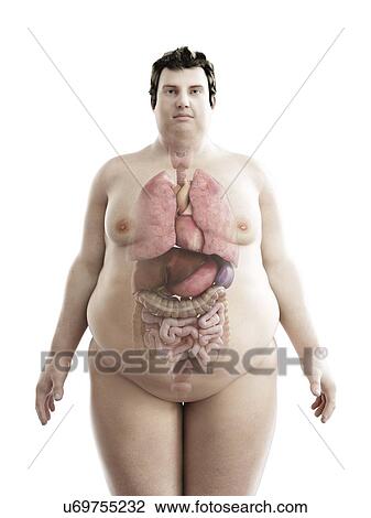 Stock Image - Illustration of an obese man's organs. Fotosearch