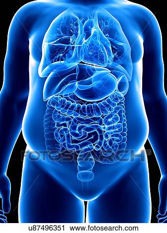 Illustration of an obese man's organs View Large Photo Image Stock Image - Illustration of an obese man's organs. Fotosearch