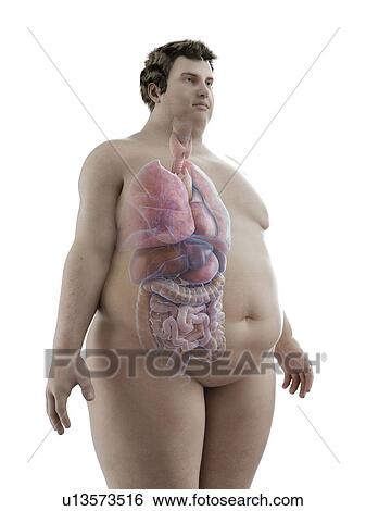Stock Photograph - Illustration of an obese man's organs. Fotosearch