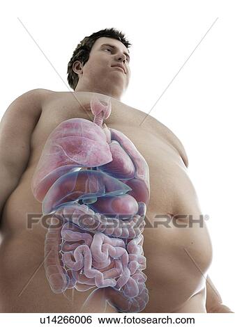 Stock Photograph - Illustration of an obese man's organs. Fotosearch