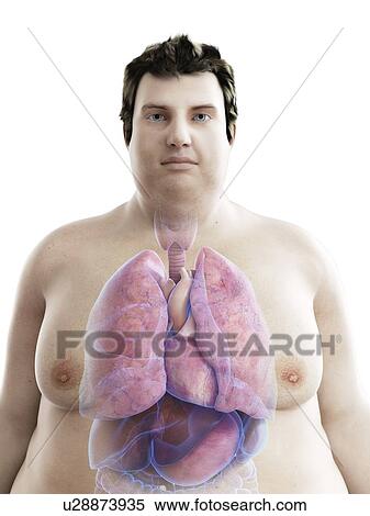 Stock Photography - Illustration of an obese man's organs. Fotosearch