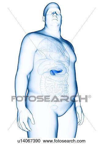 Stock Image - Illustration of an obese man's pancreas. Fotosearch