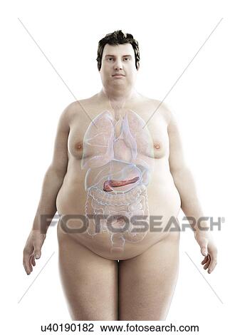 Illustration of an obese man's pancreas View Large Photo Image Stock Image - Illustration of an obese man's pancreas. Fotosearch