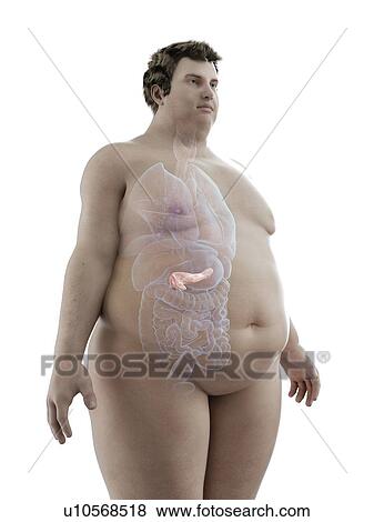 Illustration of an obese man's pancreas View Large Photo Image Stock Photo - Illustration of an obese man's pancreas. Fotosearch