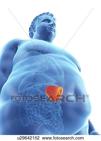 Stock Image - Illustration of an obese man's spleen. Fotosearch