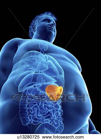 Stock Photography - Illustration of an obese man's spleen. Fotosearch