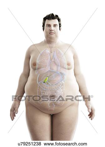 Illustration of an obese man's gallbladder View Large Photo Image Stock Photo - Illustration of an obese man's gallbladder. Fotosearch