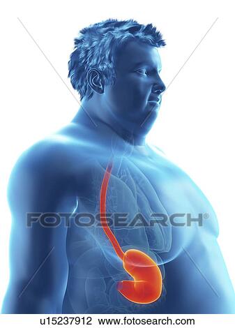 Stock Image - Illustration of an obese man's stomach. Fotosearch