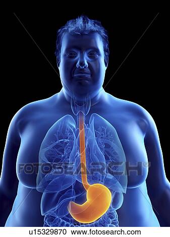 Illustration of an obese man's stomach View Large Photo Image Stock Image - Illustration of an obese man's stomach. Fotosearch