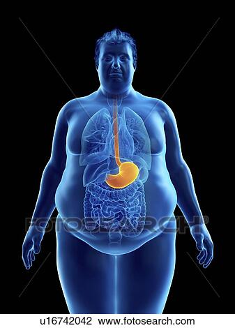 Stock Image - Illustration of an obese man's stomach. Fotosearch