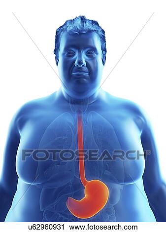Stock Image - Illustration of an obese man's stomach. Fotosearch