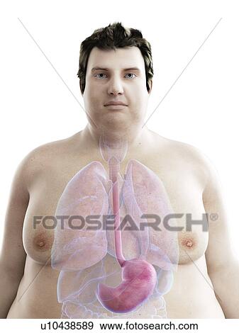 Stock Photo - Illustration of an obese man's stomach. Fotosearch