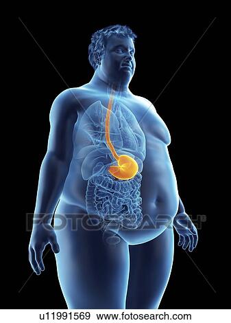 Illustration of an obese man's stomach View Large Photo Image Stock Photo - Illustration of an obese man's stomach. Fotosearch