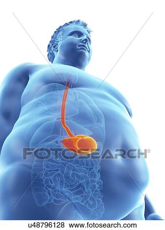 Illustration of an obese man's stomach View Large Photo Image Stock Photo - Illustration of an obese man's stomach. Fotosearch
