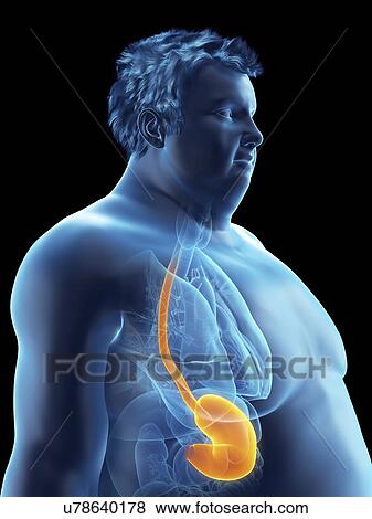 Illustration of an obese man's stomach View Large Photo Image Stock Photo - Illustration of an obese man's stomach. Fotosearch