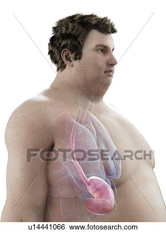 Illustration of an obese man's stomach View Large Photo Image Stock Photograph - Illustration of an obese man's stomach. Fotosearch