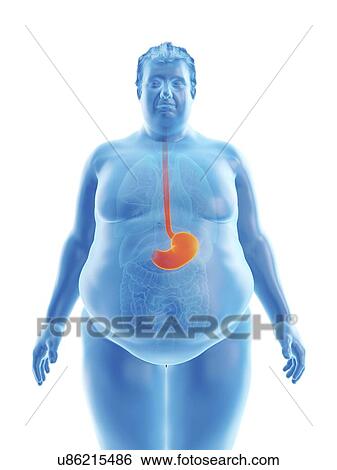 Illustration of an obese man's stomach View Large Photo Image Stock Photograph - Illustration of an obese man's stomach. Fotosearch