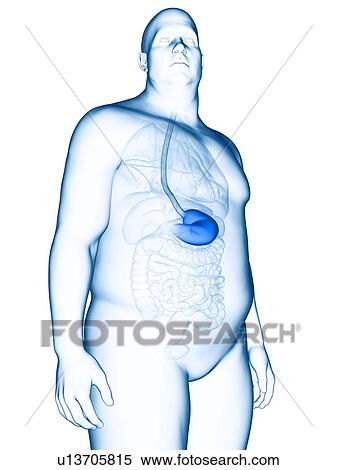 Stock Photography - Illustration of an obese man's stomach. Fotosearch