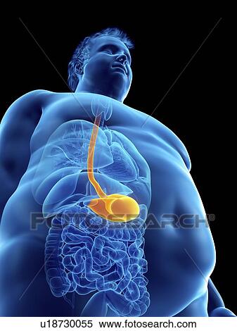 Stock Photography - Illustration of an obese man's stomach. Fotosearch