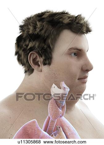 Stock Photo - Illustration of an obese man's throat anatomy. Fotosearch