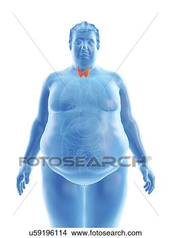Illustration of an obese man's thyroid gland View Large Photo Image Picture - Illustration of an obese man's thyroid gland. Fotosearch