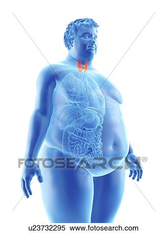 Stock Photography - Illustration of an obese man's thyroid gland. Fotosearch